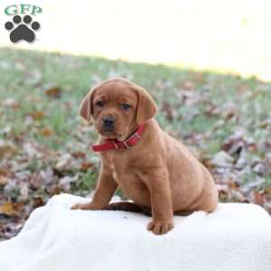 Jojo, Fox Red Labrador Retriever Puppy